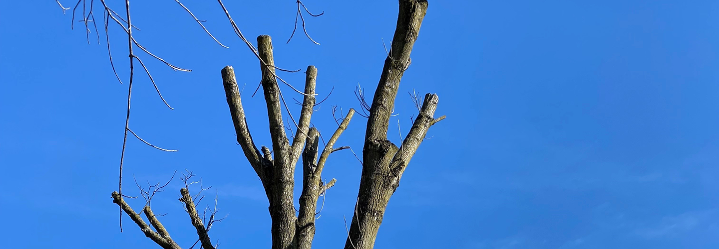 Help! How Do I Fix a Topped Tree? Davey Blog Davey Tree