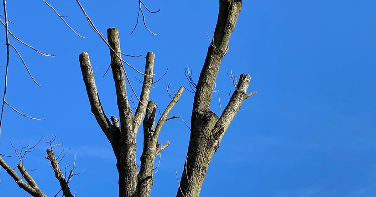 Help! How Do I Fix a Topped Tree? | Davey Blog | Davey Tree