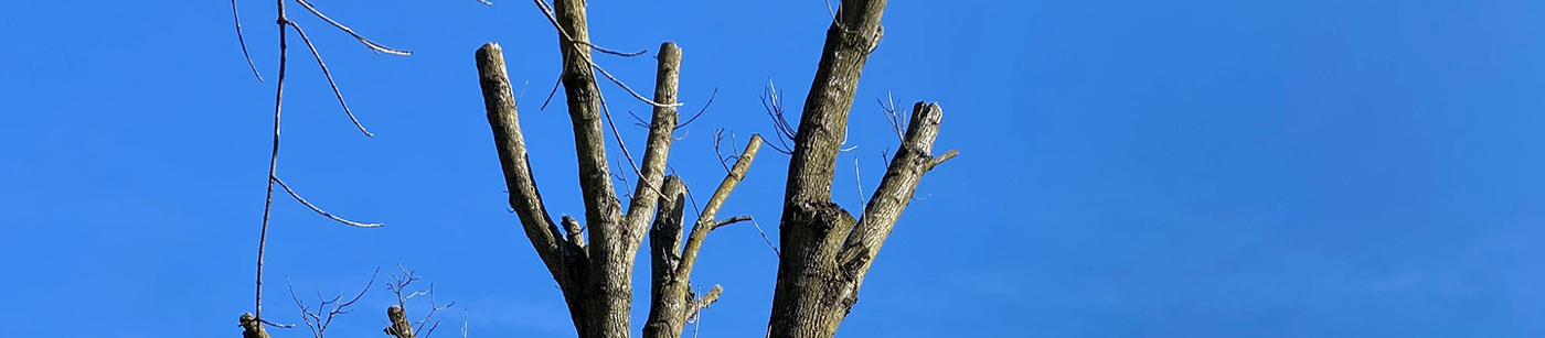 Help! How Do I Fix a Topped Tree? | Davey Blog | Davey Tree