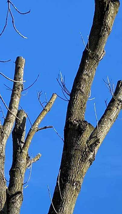 Help! How Do I Fix a Topped Tree? | Davey Blog | Davey Tree