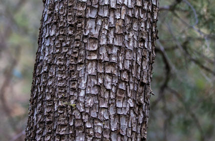 Alligator Juniper Bark