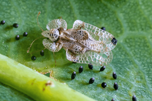 Lace Bugs: Life Cycle, Visible Damage & Control | Davey Tree