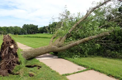 Can An Uprooted Tree Be Saved