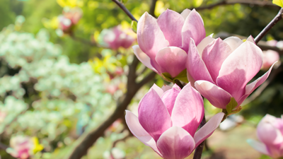 Pink Magnolia Tree