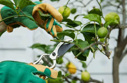 Fruit Tree Care