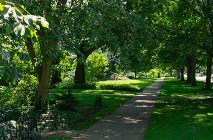 Benefits Of Shade Trees