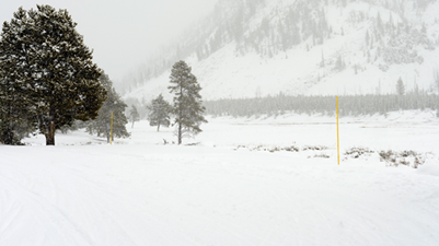 Winter Tree Care Tree Protection Road Marker