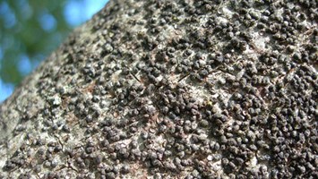 Gloomy Scale 600X338