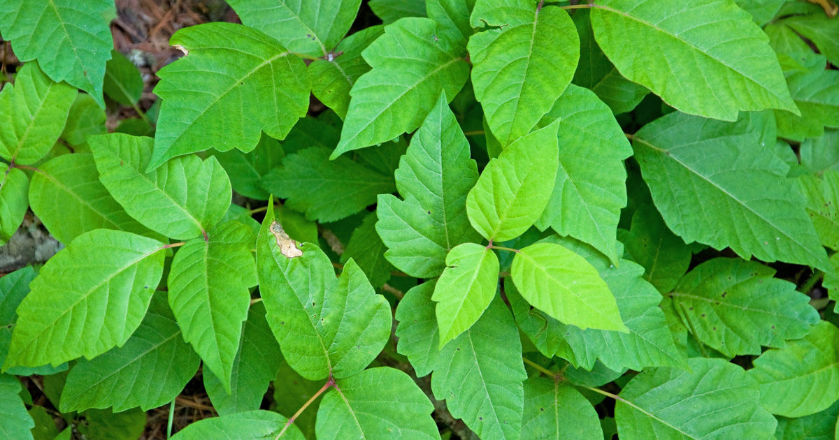 Poison Ivy: Does Poison Ivy Harm Other Plants | Davey Tree