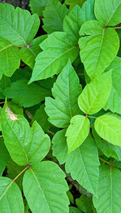 Poison Ivy: Does Poison Ivy Harm Other Plants | Davey Tree