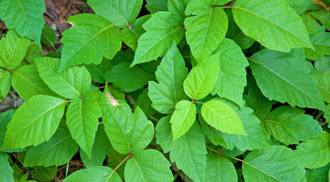 Poison Ivy: Does Poison Ivy Harm Other Plants