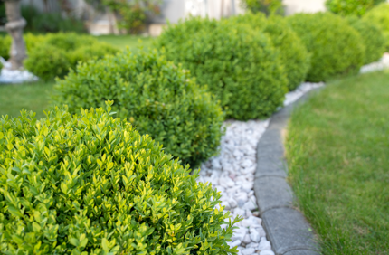 Best Fast Growing Shrubs
