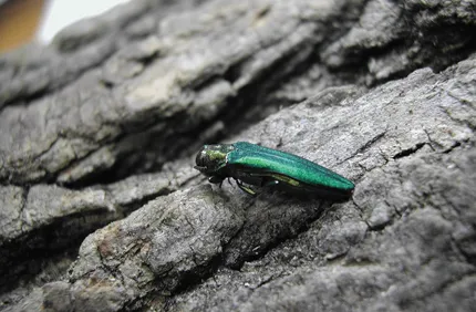 Pest And Disease Center Eab Thumbnail 800X532
