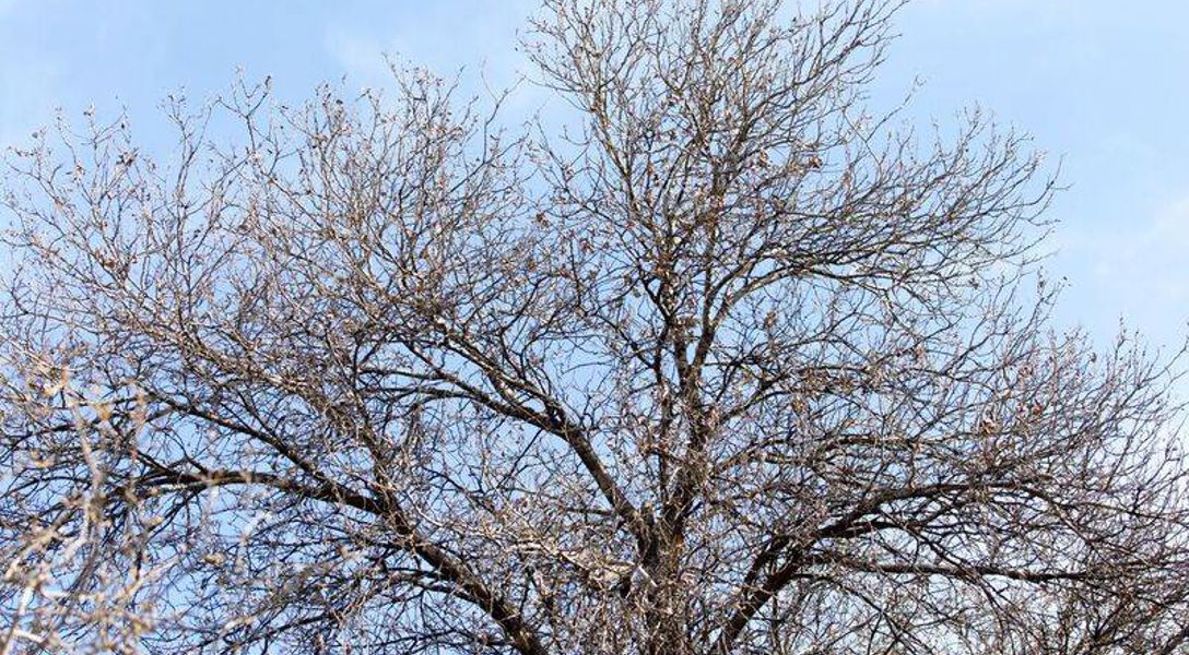 Autmn Tree Less Leaves Maple Tree No Leaves