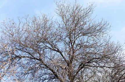 Tree No Leaves