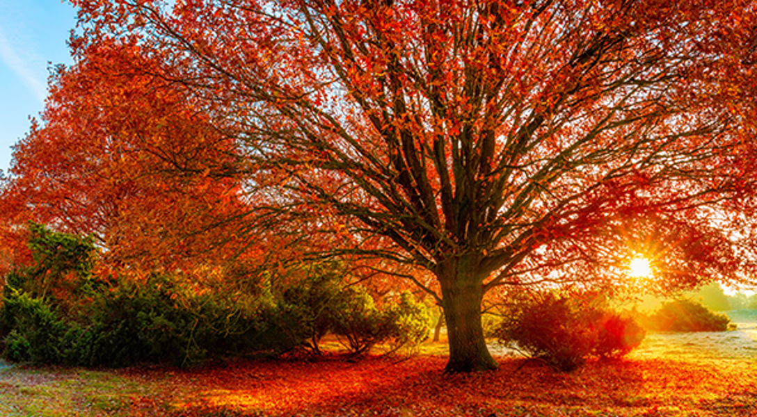 Brilliant Fall Foliage: Best Trees for Fall Color | Davey Blog | Davey Tree