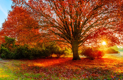 Oak Tree Fall Foliage