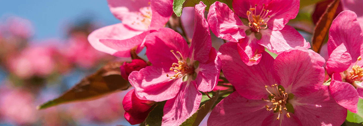 pink flowers tree