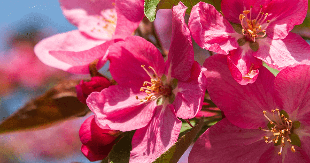 cherry fruit tree in bloom