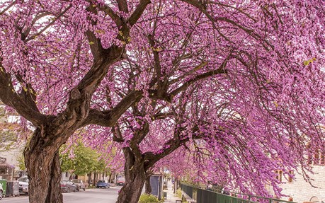 Eastern Redbud Tree Type