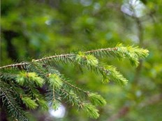 Douglasfir