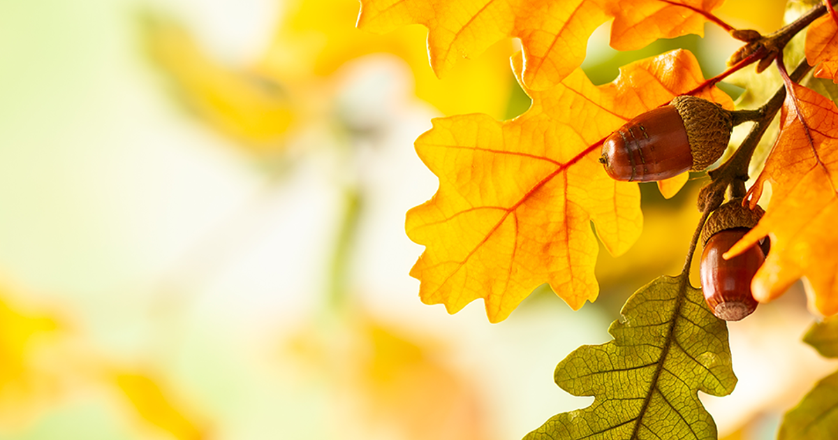 Best Oak Trees To Plant for Color | Davey Tree