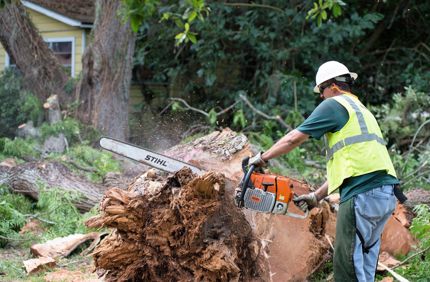 Davey Tree Tree Removal