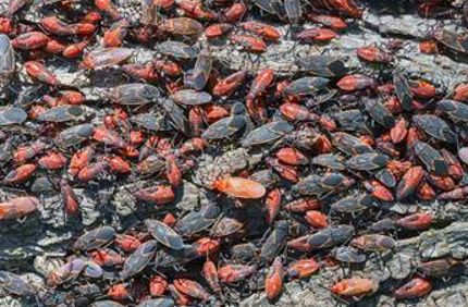 Boxelder Bug Infestation On Maple Or Boxelder Tree Dazvey Tree
