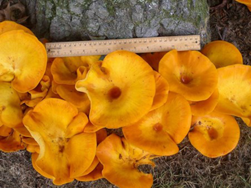 Mushroom Id Pin Oak New Jersey Ed Zimmerman 006