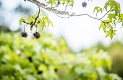 Davey Tree Stop Sweetgum Tree From Producing
