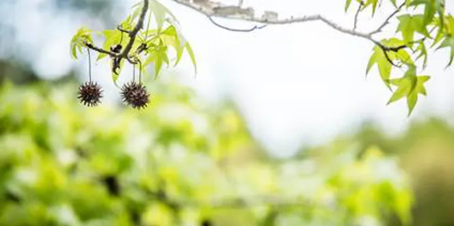 Davey Tree Stop Sweetgum Tree From Producing