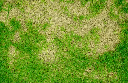 What Causes Brown Patch