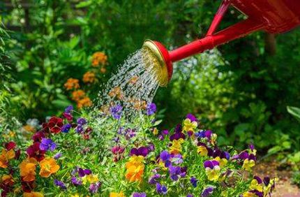 Watering Plants