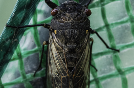 Cicada Control Netting