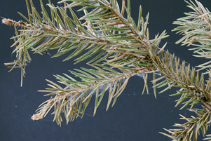 Spruce Spider Mite