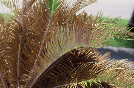 Cycad 1