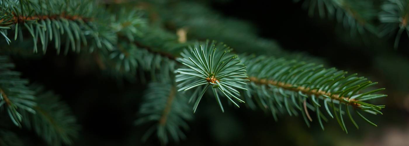 evergreen dying from bottom up