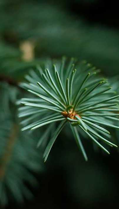evergreen dying from bottom up