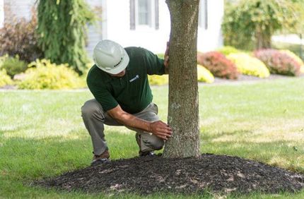How Do We Harm Trees