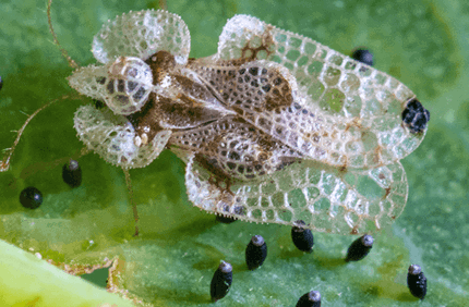 How To Get Rid Of Lace Bugs