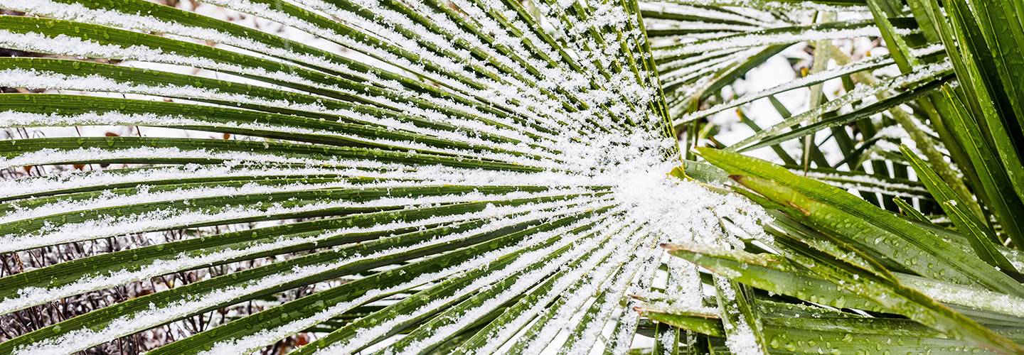 How To Protect Your Palm Trees In Winter | Davey Tree