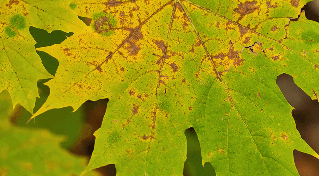 What Disease Is Killing My Maple Tree | Davey Tree