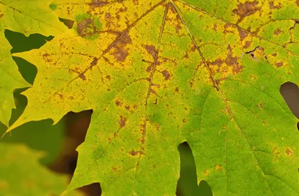Pest And Disease Maple Decline Banner 1440X500