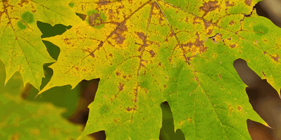 Are Boxelder Bugs Eating Maple Tree Leaves? Control the Infestation ...