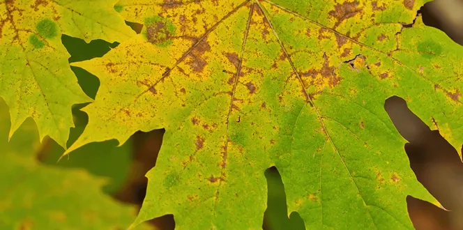 Pest And Disease Maple Decline Banner 1440X500