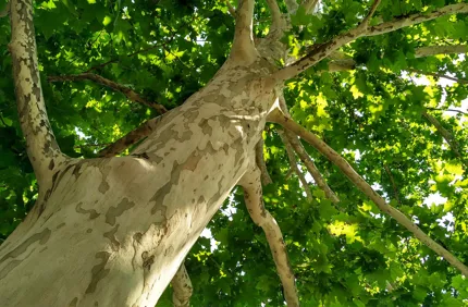Sycamore Tree Bark