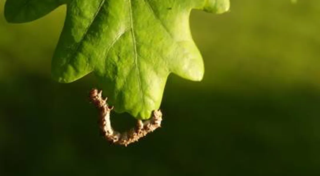 How to Get Rid of Oak Tree Caterpillars | Davey Blog | Davey Tree