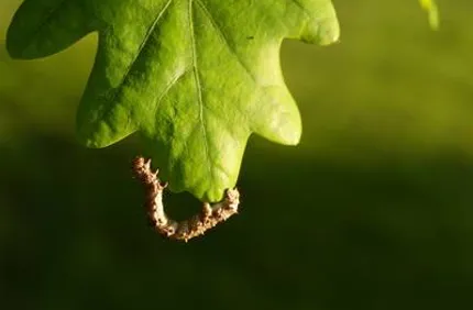 Oak Tree Caterpillar Davey Tree