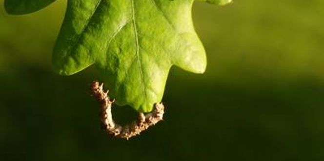 How to Get Rid of Spring Webworms or Eastern Tent Caterpillars | Davey ...
