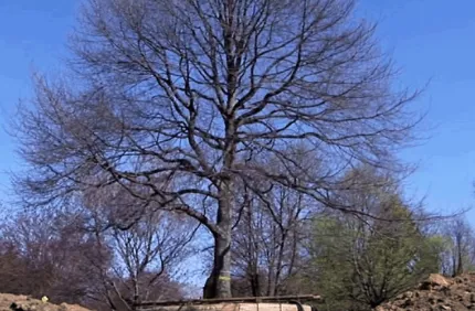 Best Time To Transplant Trees Davey Tree